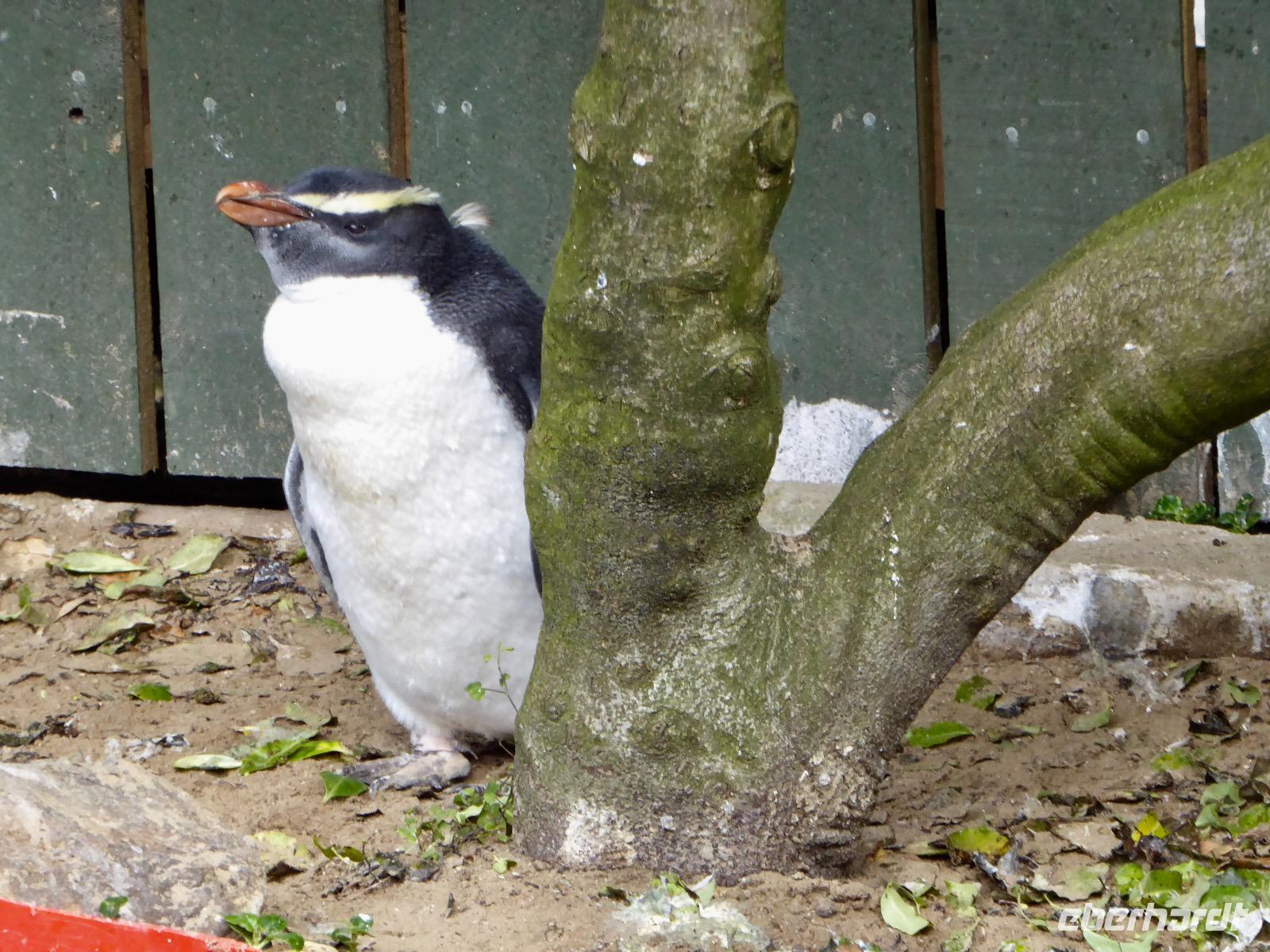 Pinguin Krankenhaus