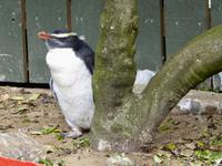 Pinguin Krankenhaus