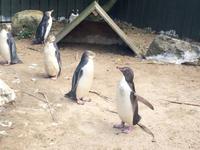 Pinguin Krankenhaus