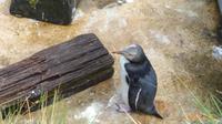 Pinguin Krankenhaus