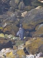 Pinguine am Milford Sound