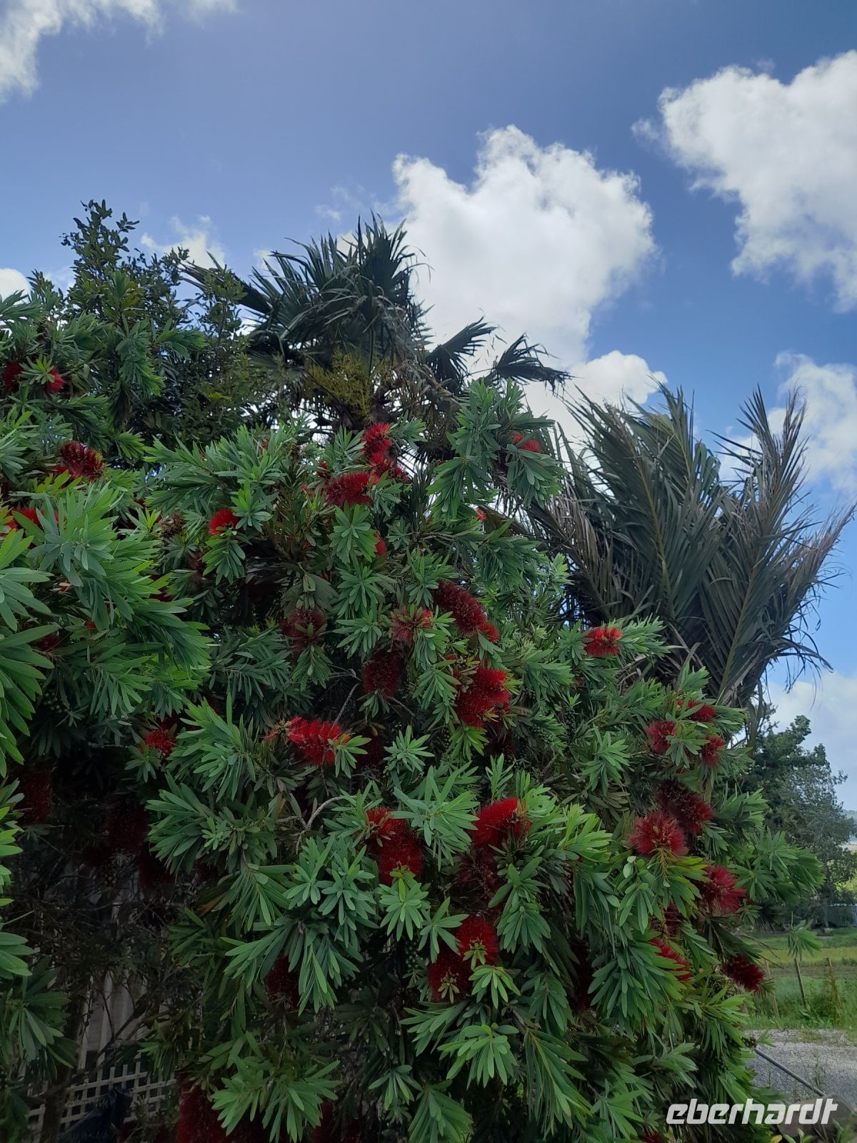 Pohutukawa 