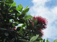 Pohutukawa, New Zealand Christmas Tree