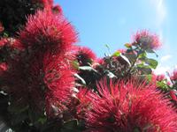 Pohutukawa