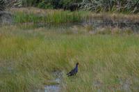 Pukeko - Moorhuhn