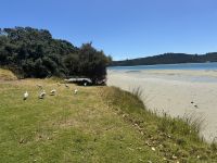 Pukenui