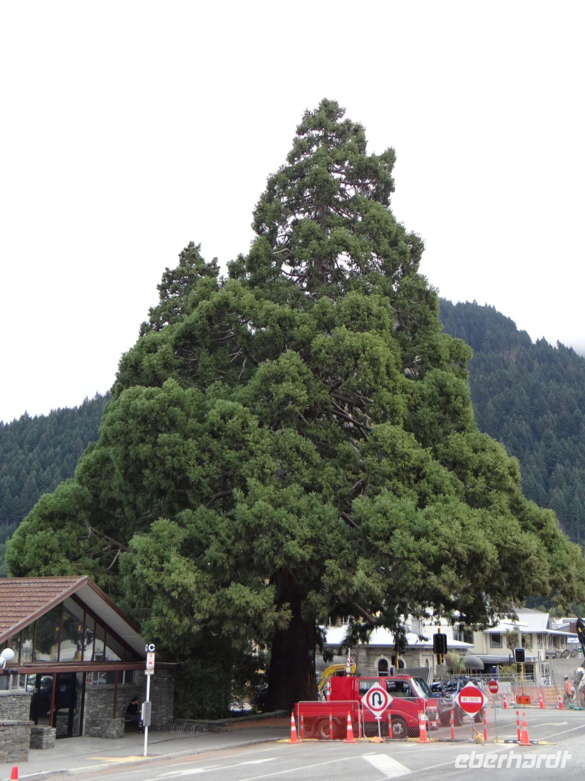Queenstown, seit 1874 stehen diese beiden Wellingtonia Giant Sequoia hier.