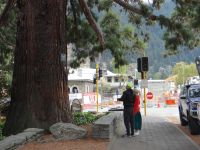 Queenstown, so eindrucksvoll müssen die Kauribäume auch gewesen sein.