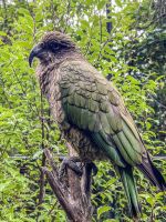 Queenstown: Kea im Vogelpark; Danke für das Foto an N.S.