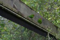 Rainbow Springs - Red Crowned ParaKeet