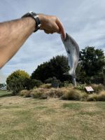 Rakaia 