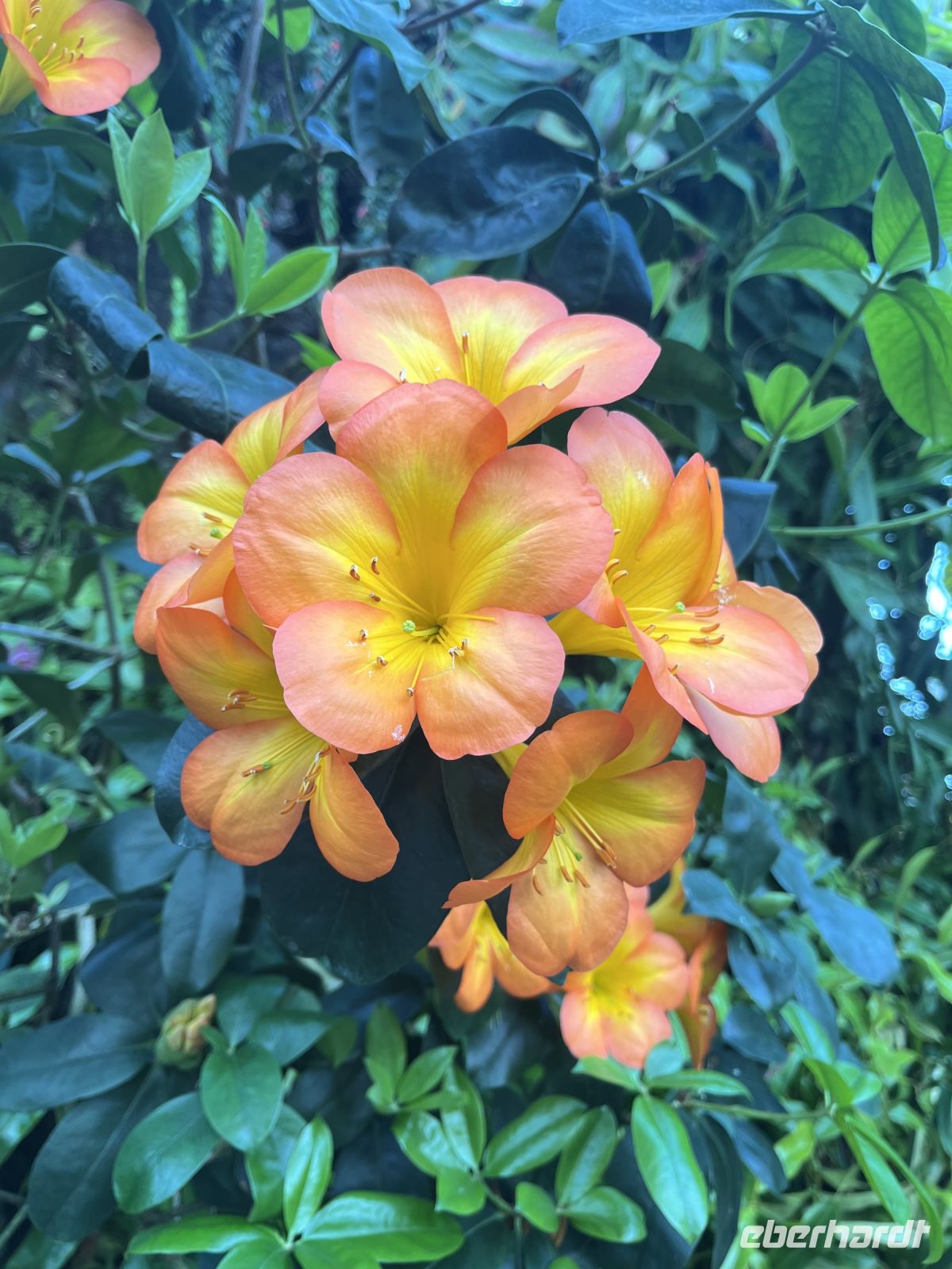 Rhododendron