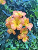 Rhododendron
