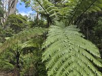 Riesige Farne