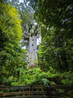 Riesiger Kauri