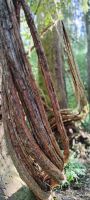 Rimo Walk in Ohakune, Tongariro Nationalpark