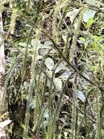 Rimu 