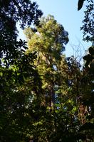 Rimu