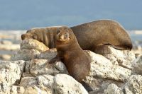 Robbe mit Baby bei Kaikoura