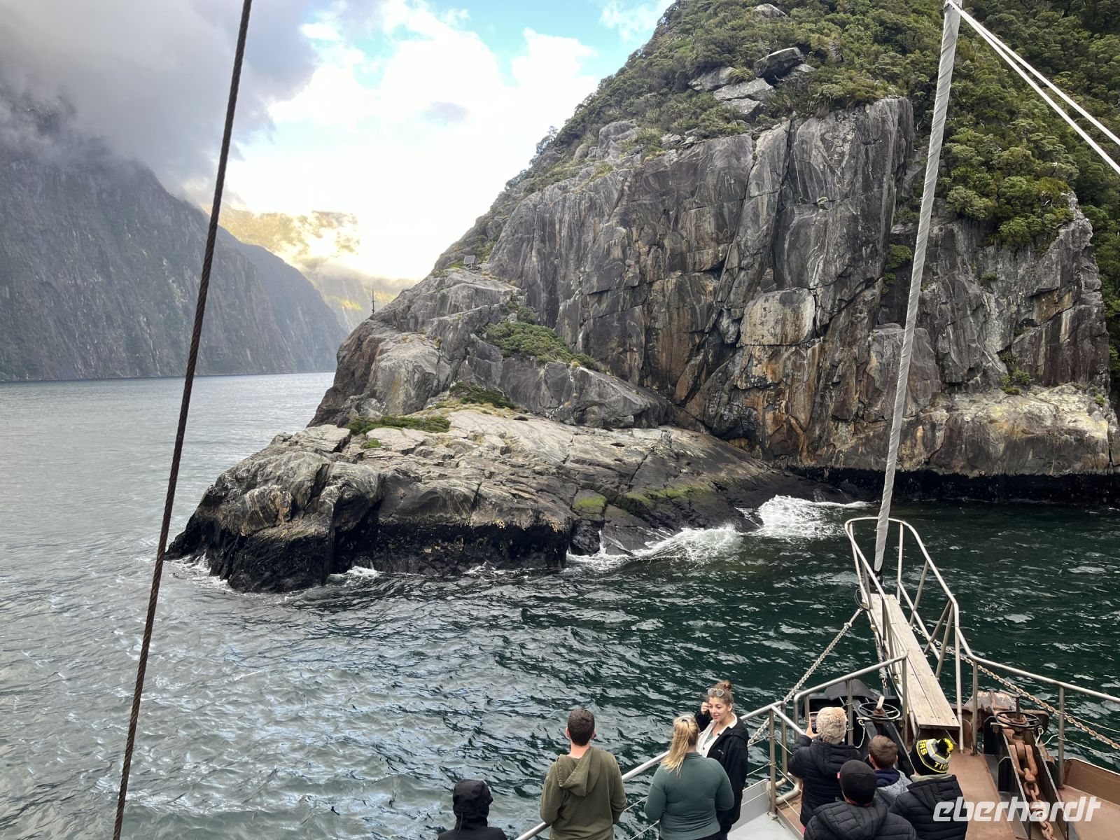 Robben am Milford Sound