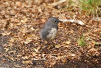 Robin