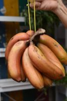 Rote Banane