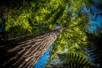 Rotorua, Red Woods