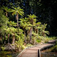 Rotorua, Red Woods