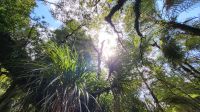Rundreise Neuseeland - Besuch im Kauriwald