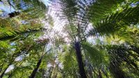 Rundreise Neuseeland - Besuch im Kauriwald