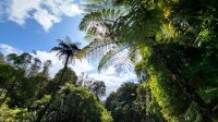 Rundreise Neuseeland - Besuch im Kauriwald