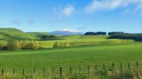 Rundreise Neuseeland - Blick zum Mount Ruapehu und Schafe - typisch Neuseeland