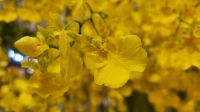 Rundreise Neuseeland - Blumenpracht im Marina Bay Sands in Singapur