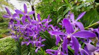 Rundreise Neuseeland - Botanischer Garten in Singapur