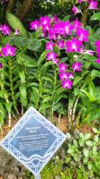 Rundreise Neuseeland - Botanischer Garten in Singapur