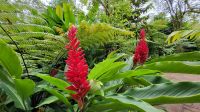 Rundreise Neuseeland - Botanischer Garten in Singapur