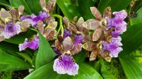 Rundreise Neuseeland - Botanischer Garten in Singapur