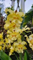 Rundreise Neuseeland - Botanischer Garten in Singapur