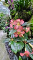 Rundreise Neuseeland - Botanischer Garten in Singapur