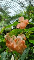 Rundreise Neuseeland - Cloud Forest Dome im Gardens by the Bay in Singapur