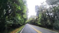 Rundreise Neuseeland - Fitzgerald Glade Forest