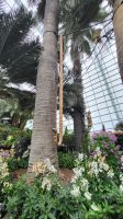 Rundreise Neuseeland - Flower Dome im Gardens by the Bay in Singapur