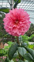 Rundreise Neuseeland - Gardens by the Bay in Singapur