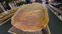 Rundreise Neuseeland - Kauribaumscheibe im Matakohe Kauri Museum
