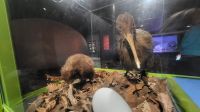 Rundreise Neuseeland - Kiwi-Hatchery in Rotorua