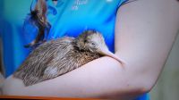 Rundreise Neuseeland - Kiwi-Hatchery in Rotorua
