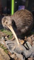 Rundreise Neuseeland - Kiwi-Hatchery in Rotorua