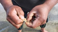 Rundreise Neuseeland - Muschelverkostung am 90 Mile Beach