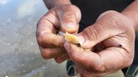 Rundreise Neuseeland - Muschelverkostung am 90 Mile Beach