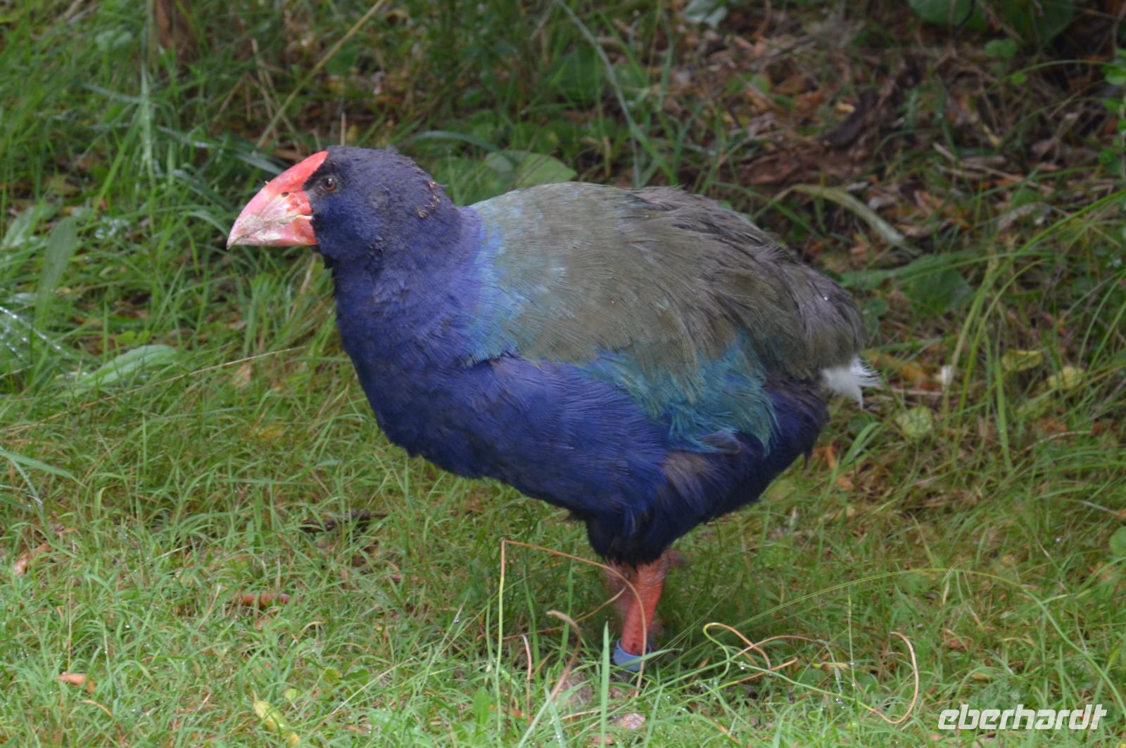 Südinsel-Takahe